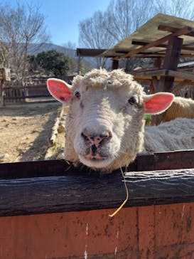 群馬サファリパークに投稿された画像（2023/1/9）