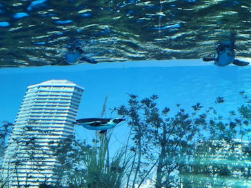 サンシャイン水族館に投稿された画像（2023/1/9）