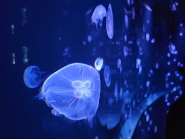 サンシャイン水族館に投稿された画像（2023/1/9）