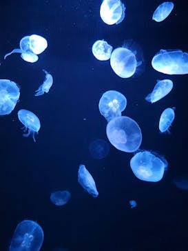 サンシャイン水族館に投稿された画像（2023/1/9）