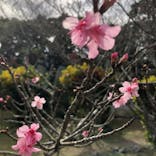 今帰仁城跡に投稿された画像（2023/1/9）