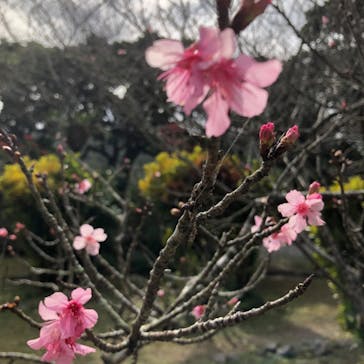 今帰仁城跡に投稿された画像（2023/1/9）