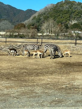 秋吉台自然動物公園 サファリランドに投稿された画像（2023/1/9）