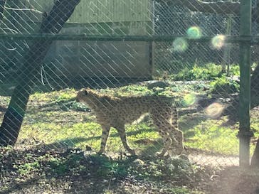 秋吉台自然動物公園 サファリランドに投稿された画像（2023/1/9）