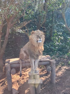 秋吉台自然動物公園 サファリランドに投稿された画像（2023/1/9）