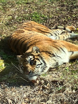 秋吉台自然動物公園 サファリランドに投稿された画像（2023/1/9）
