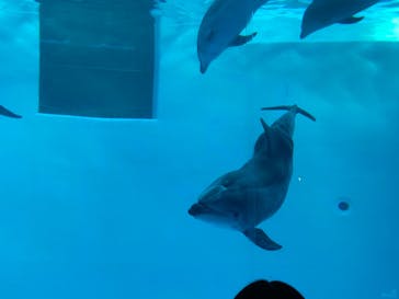 名古屋港水族館に投稿された画像（2023/1/9）