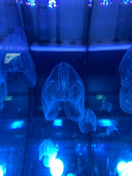 名古屋港水族館に投稿された画像（2023/1/9）