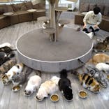 猫カフェモカ　立川店に投稿された画像（2023/1/9）