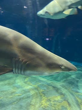 アクアワールド茨城県大洗水族館に投稿された画像（2023/1/9）