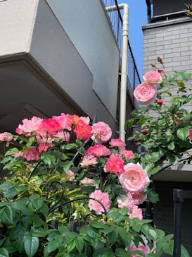 星の王子さまミュージアム 箱根サン=テグジュペリに投稿された画像（2023/1/9）