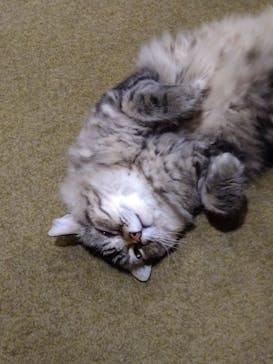 猫カフェモカ　新宿店に投稿された画像（2023/1/9）