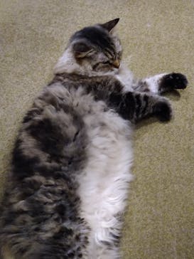 猫カフェモカ　新宿店に投稿された画像（2023/1/9）