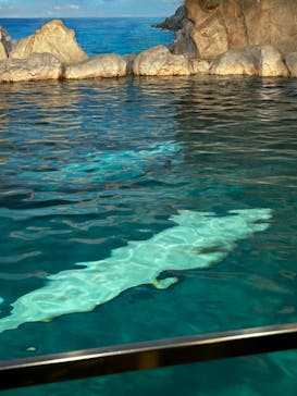 名古屋港水族館に投稿された画像（2023/1/9）