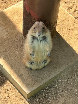 淡路ファームパーク イングランドの丘に投稿された画像（2023/1/9）