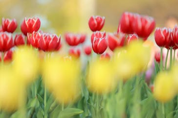 ニューヨークランプミュージアム＆フラワーガーデンに投稿された画像（2023/1/9）