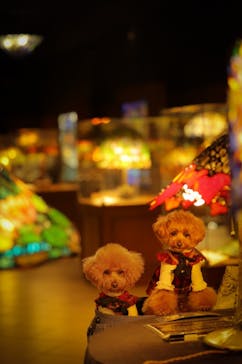 ニューヨークランプミュージアム＆フラワーガーデンに投稿された画像（2023/1/9）