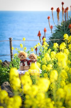 ニューヨークランプミュージアム＆フラワーガーデンに投稿された画像（2023/1/9）