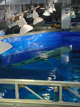 沖縄美ら海水族館に投稿された画像（2023/1/9）