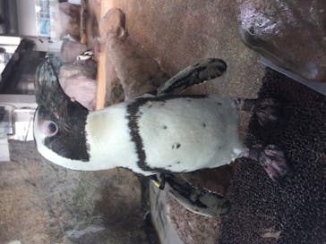 京都水族館に投稿された画像（2023/1/9）