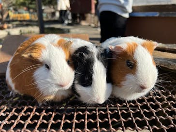 伊豆アニマルキングダムに投稿された画像（2023/1/9）