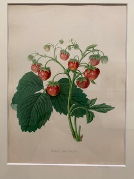 おいしいボタニカル・アート　食を彩る植物のものがたり(SOMPO美術館)に投稿された画像（2023/1/9）