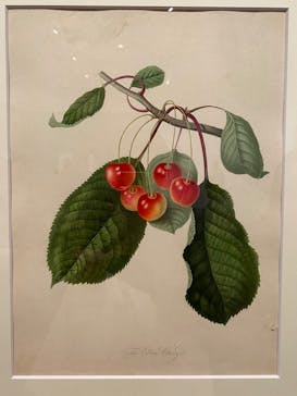 おいしいボタニカル・アート　食を彩る植物のものがたり(SOMPO美術館)に投稿された画像（2023/1/9）