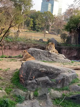 天王寺動物園に投稿された画像（2023/1/9）