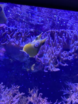 名古屋港水族館に投稿された画像（2023/1/9）