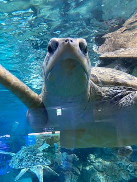 名古屋港水族館に投稿された画像（2023/1/9）