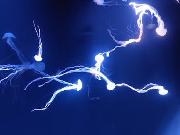 サンシャイン水族館に投稿された画像（2023/1/9）