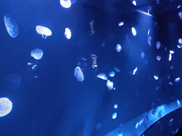 サンシャイン水族館に投稿された画像（2023/1/9）