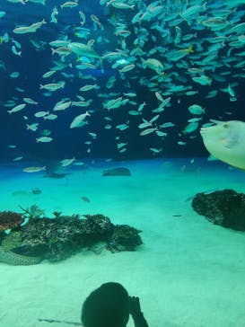サンシャイン水族館に投稿された画像（2023/1/9）