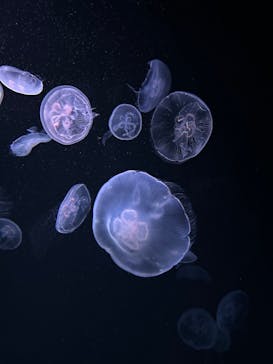 サンシャイン水族館に投稿された画像（2023/1/9）