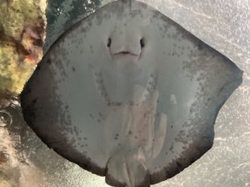 新江ノ島水族館に投稿された画像（2023/1/9）