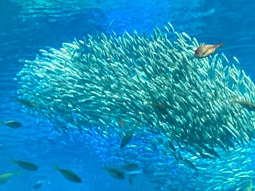 新江ノ島水族館に投稿された画像（2023/1/9）