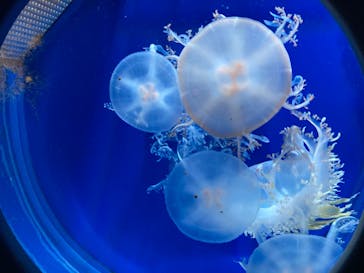 新江ノ島水族館に投稿された画像（2023/1/9）