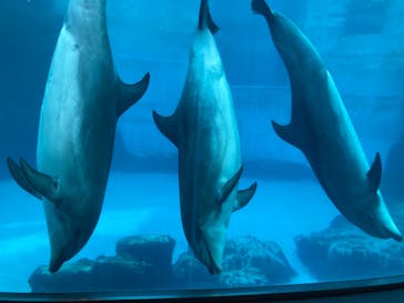 名古屋港水族館に投稿された画像（2023/1/9）