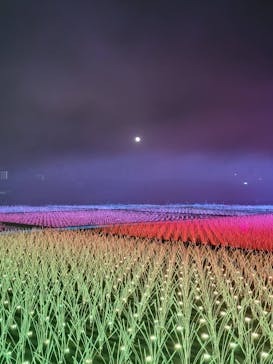 東京メガイルミに投稿された画像（2023/1/9）