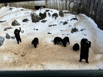 奥飛騨クマ牧場に投稿された画像（2023/1/9）