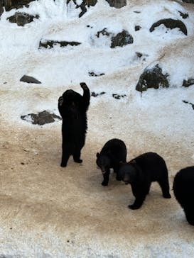 奥飛騨クマ牧場に投稿された画像（2023/1/9）