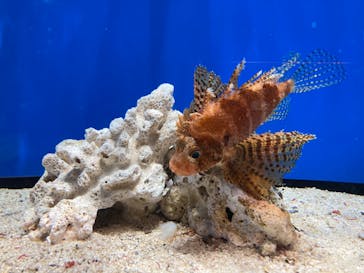 しながわ水族館に投稿された画像（2023/1/9）