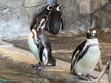しながわ水族館に投稿された画像（2023/1/9）
