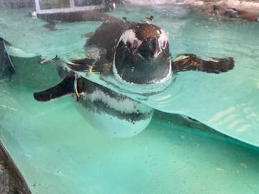 しながわ水族館に投稿された画像（2023/1/9）