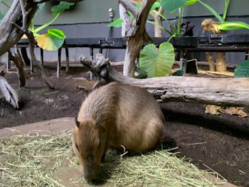 カワスイ 川崎⽔族館に投稿された画像（2023/1/9）