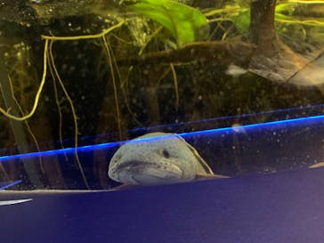 カワスイ 川崎⽔族館に投稿された画像（2023/1/9）