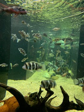 カワスイ 川崎⽔族館に投稿された画像（2023/1/9）