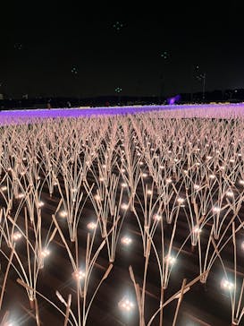 東京メガイルミに投稿された画像（2023/1/9）