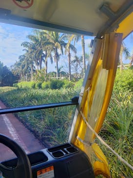 ナゴパイナップルパークに投稿された画像（2023/1/10）