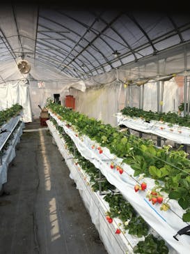 たにい農園に投稿された画像（2023/1/10）